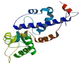 Melanoma Antigen Family B1 (MAGEB1)