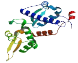 Melanoma Antigen Family B10 (MAGEB10)