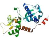 Melanoma Antigen Family B17 (MAGEB17)