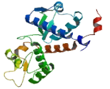 Melanoma Antigen Family B3 (MAGEB3)