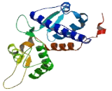 Melanoma Antigen Family C1 (MAGEC1)