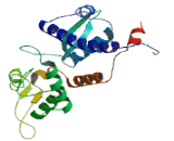 Melanoma Antigen Family C2 (MAGEC2)