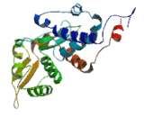 Melanoma Antigen Family F1 (MAGEF1)