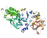 Melanoma Antigen Like Protein 2 (MAGEL2)