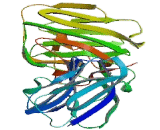 Chondroitin Sulfate Proteoglycan 4 (CSPG4)