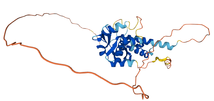 Melanoma antigen family A, 2B (MAGEA2B)