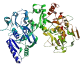 Melanotransferrin (MFI2)