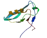 Membrane Associated Guanylate Kinase With Inverted Structure 1 (MAGI1)