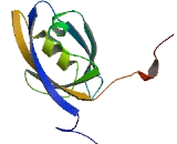 Membrane Associated Guanylate Kinase With Inverted Structure 2 (MAGI2)