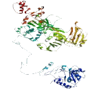 Membrane Associated Guanylate Kinase With Inverted Structure 3 (MAGI3)