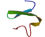 Membrane Frizzled Related Protein (MFRP)