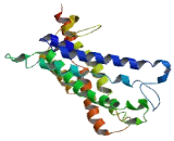 Membrane Progestin Receptor Beta (MPRb)