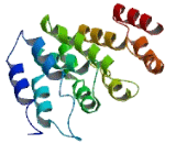 Membrane Spanning 4 Domains Subfamily A, Member 5 (MS4A5)