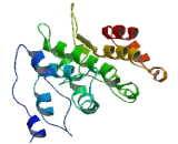 Membrane Spanning 4 Domains Subfamily A, Member 7 (MS4A7)