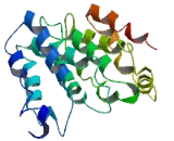 Membrane Spanning 4 Domains Subfamily A, Member 8B (MS4A8B)