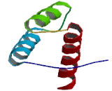 Mesenchyme Homeobox Protein 2 (MEOX2)