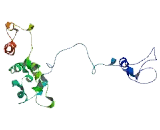 Mesoderm Development Candidate 1 (MESDC1)