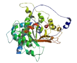 Mesoderm Induction Early Response Protein 2 (MIER2)