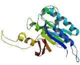 Metallophosphoesterase 1 (MPPE1)