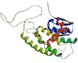 Metaxin 1 (MTX1)