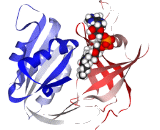 Methemoglobin Reductase (MHBR)