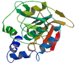 Methenyltetrahydrofolate Synthetase Domain Containing Protein (MTHFSD)