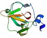 Methionine Sulfoxide Reductase B3 (MSRB3)