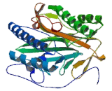 Methionyl Aminopeptidase 1 (METAP1)