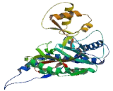 Methionyl Aminopeptidase 2 (METAP2)