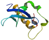 Methyl CpG Binding Domain Protein 5 (MBD5)