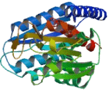 Methylenetetrahydrofolate Dehydrogenase 1 (MTHFD1)