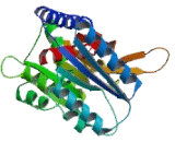 Methylenetetrahydrofolate Dehydrogenase 2 (MTHFD2)