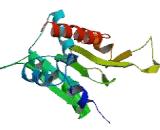 Methylenetetrahydrofolate Dehydrogenase 2 Like Protein (MTHFD2L)