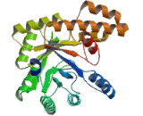 Methylenetetrahydrofolate Reductase (MTHFR)