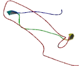 Methylmalonic Aciduria Type C Protein (MMAC)