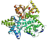 Methylmalonyl Coenzyme A Mutase (MUT)