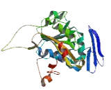 Methyltransferase 11 Domain Containing Protein 1 (METT11D1)