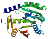 Methyltransferase Like Protein 11A (METTL11A)