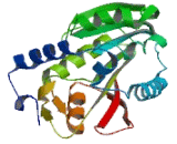 Methyltransferase Like Protein 11B (METTL11B)