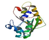 Methyltransferase Like Protein 13 (METTL13)