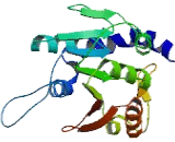 Methyltransferase Like Protein 19 (METTL19)