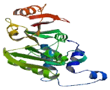 Methyltransferase Like Protein 20 (METTL20)