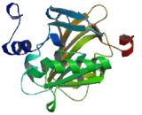 Methyltransferase Like Protein 21A (METTL21A)