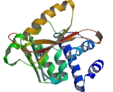 Methyltransferase Like Protein 21D (METTL21D)