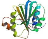 Methyltransferase Like Protein 23 (METTL23)