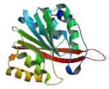 Methyltransferase Like Protein 5 (METTL5)