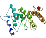 Methyltransferase Like Protein 8 (METTL8)