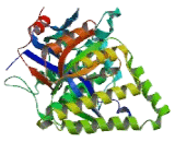 Mevalonate Kinase (MVK)