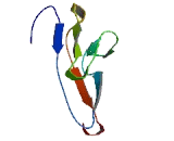 Microfibrillar Associated Protein 3 Like Protein (MFAP3L)