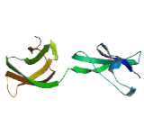 Microtubule Associated Monoxygenase, Calponin And LIM Domain Containing Protein 3 (MICAL3)